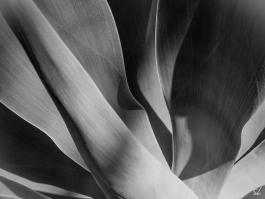 Abstract black and white image of flowing forms with soft folds and shadows, creating a sense of fluidity and elegance. 